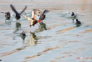 鸡鸭窝在线视频,揭秘养殖技巧与生态养殖新模式  第2张