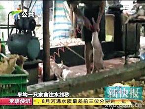 鸡鸭窝在线视频,揭秘养殖技巧与生态养殖新模式  第3张